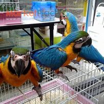 Exotic Parrots And Parrot Eggs For Sale