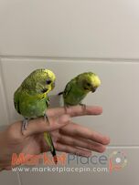 2 tamed male Budgies 2 month old δυο αρσερικα μερομενα budgie 2 μηνον