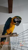 Πωλείται Blue and Yellow macaw 10 μηνών