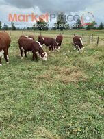 Hereford purebred weiner calves