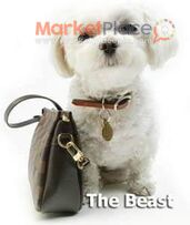 Maltase puppy for sale