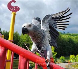 Africa grey parrot for sale