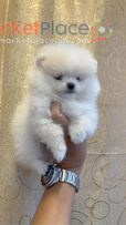 Available Teacup Pomeranian Puppies for sale