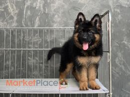 German Shepherd Puppies for sale