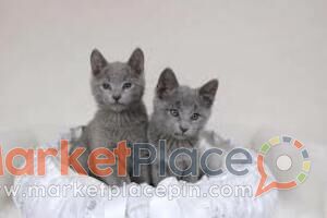 Adorable Russian Blue Kittens For Sale - Arsos, Limassol