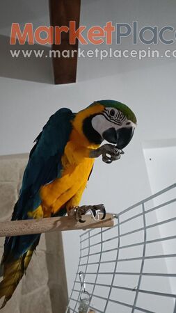 Πωλείται Blue and Yellow macaw 10 μηνών - Agios Dometios, Nicosia