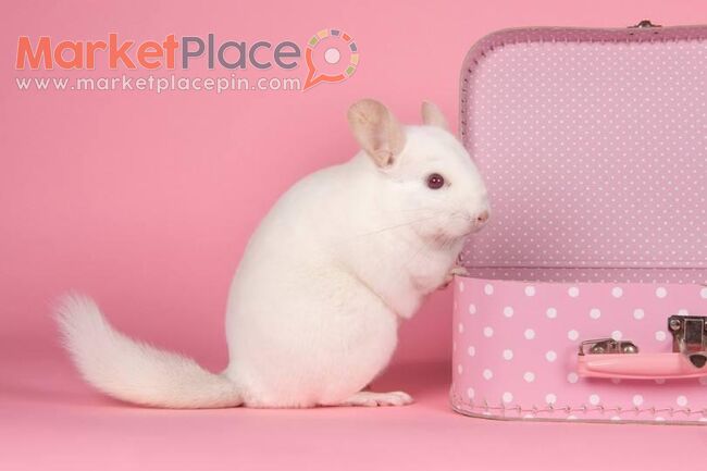 Chinchillas for sale in Cyprus, All colors - Limassol, Limassol