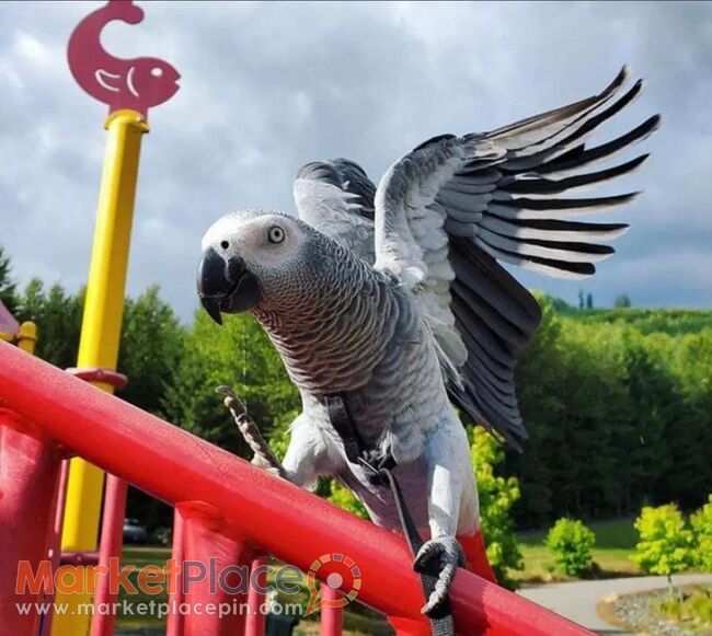 Africa grey parrot for sale - Agia, Nicosia