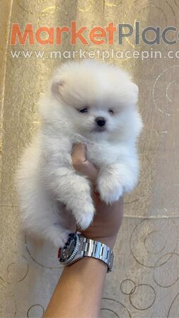 Available Teacup Pomeranian Puppies for sale - Agios Ioannis, Limassol