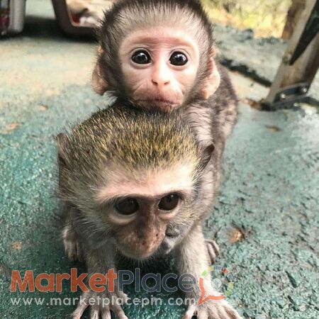 capuchin monkeys available for rehoming - Agios Ioannis, Limassol