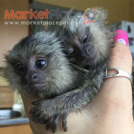 Hand Raised Marmoset Monkey for Sale - Agios Ioannis, Limassol