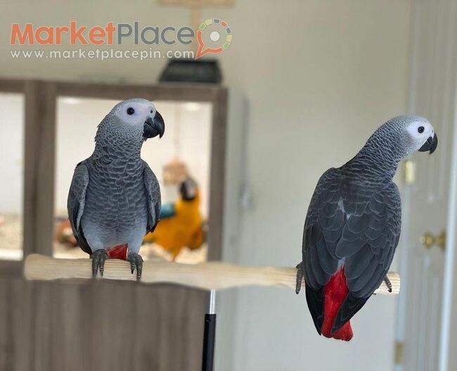 Talking African Grey Parrots for sale - Agios Ioannis, Limassol