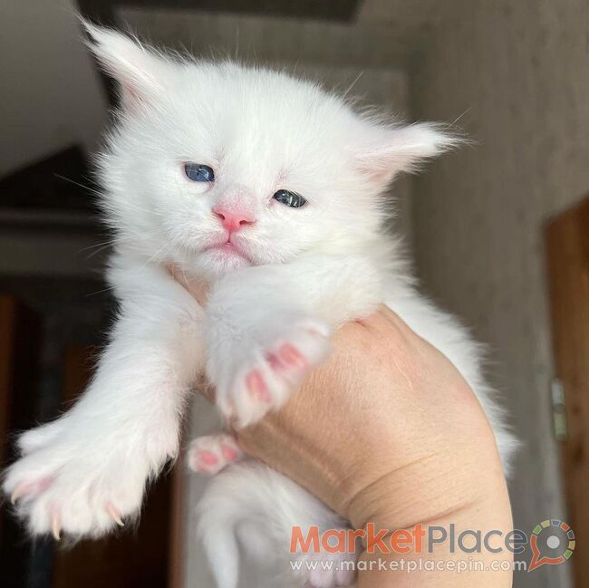 Maine Coon Kittens for sale - Agios Ioannis, Limassol