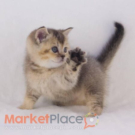 Scottish Fold Kittens for sale - Agios Ioannis, Limassol