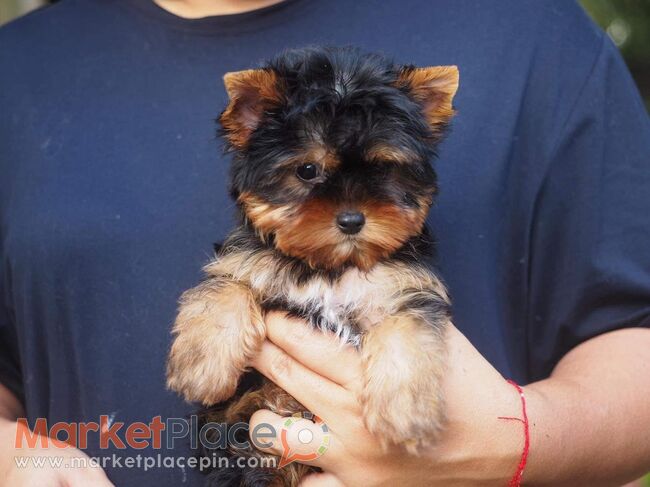 Yorkie Puppies for Sale - Agios Ioannis, Limassol