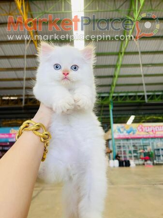Persian kittens Available for Sale - Agios Ioannis, Limassol