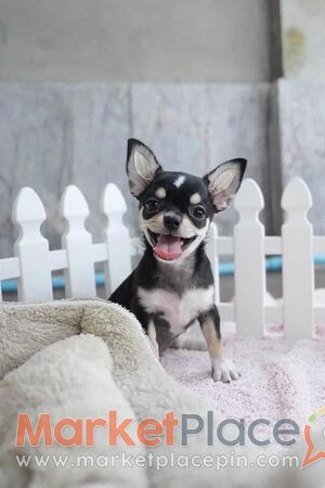 Chihuahua puppies for Sale - Agios Ioannis, Limassol