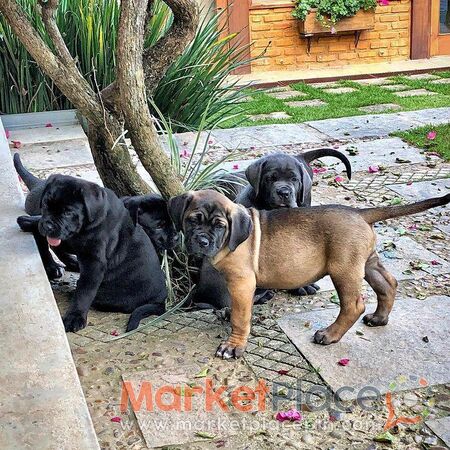 Cane Corso puppies for sale - Agios Ioannis, Limassol