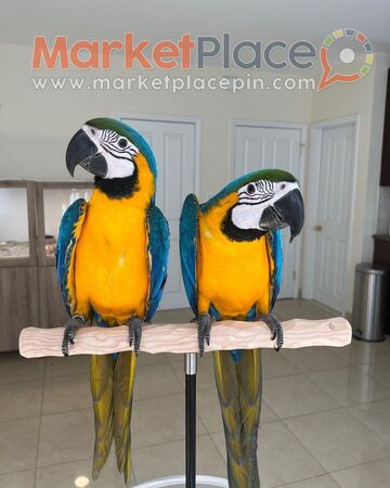 Blue and Gold Macaw Parrots For Sale - Agios Ioannis, Limassol