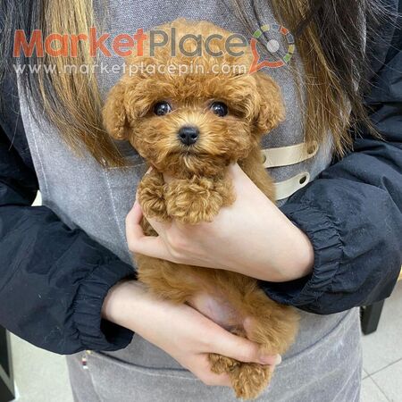 Poodle puppies here for Sale - Agios Ioannis, Limassol